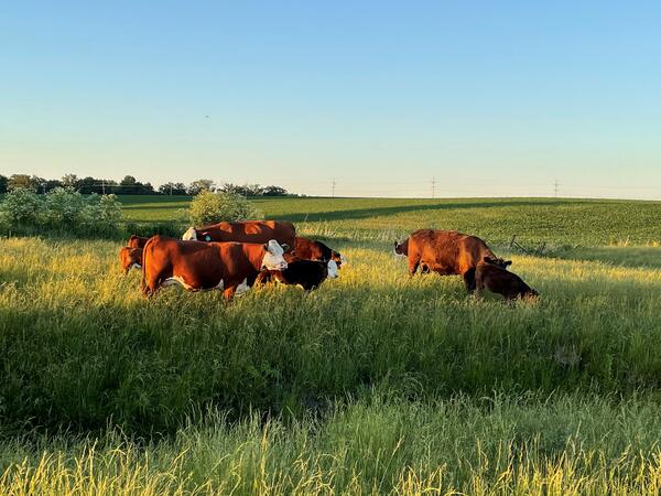 Building Robust Meat Supply Chains In The Driftless Region | Serving Jo ...